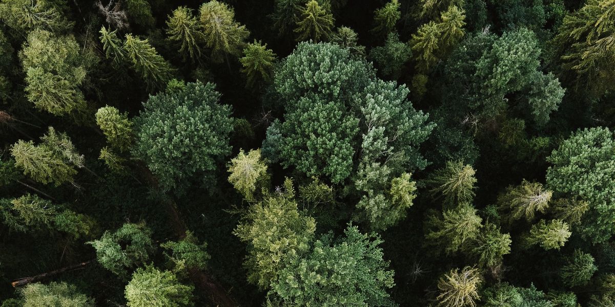 CO2-Zertifikate: Retter des Klimas?