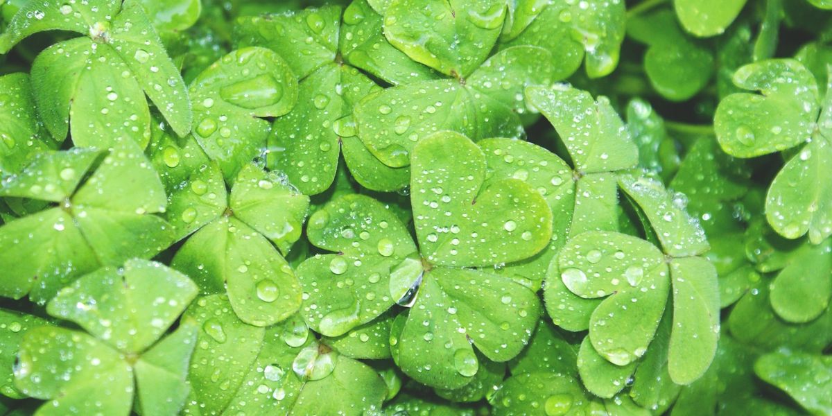 #10 KlimaGoodNews: Das neue Jahr wird noch besser!