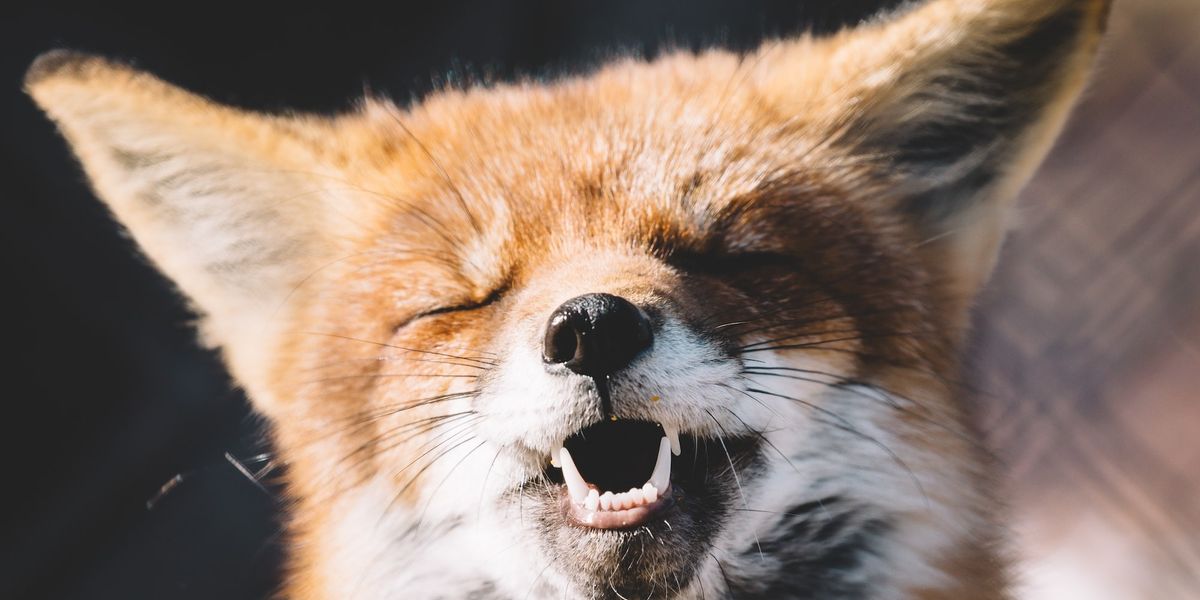 #20 KlimaGoodNews: Earthly Delights Special Edition!