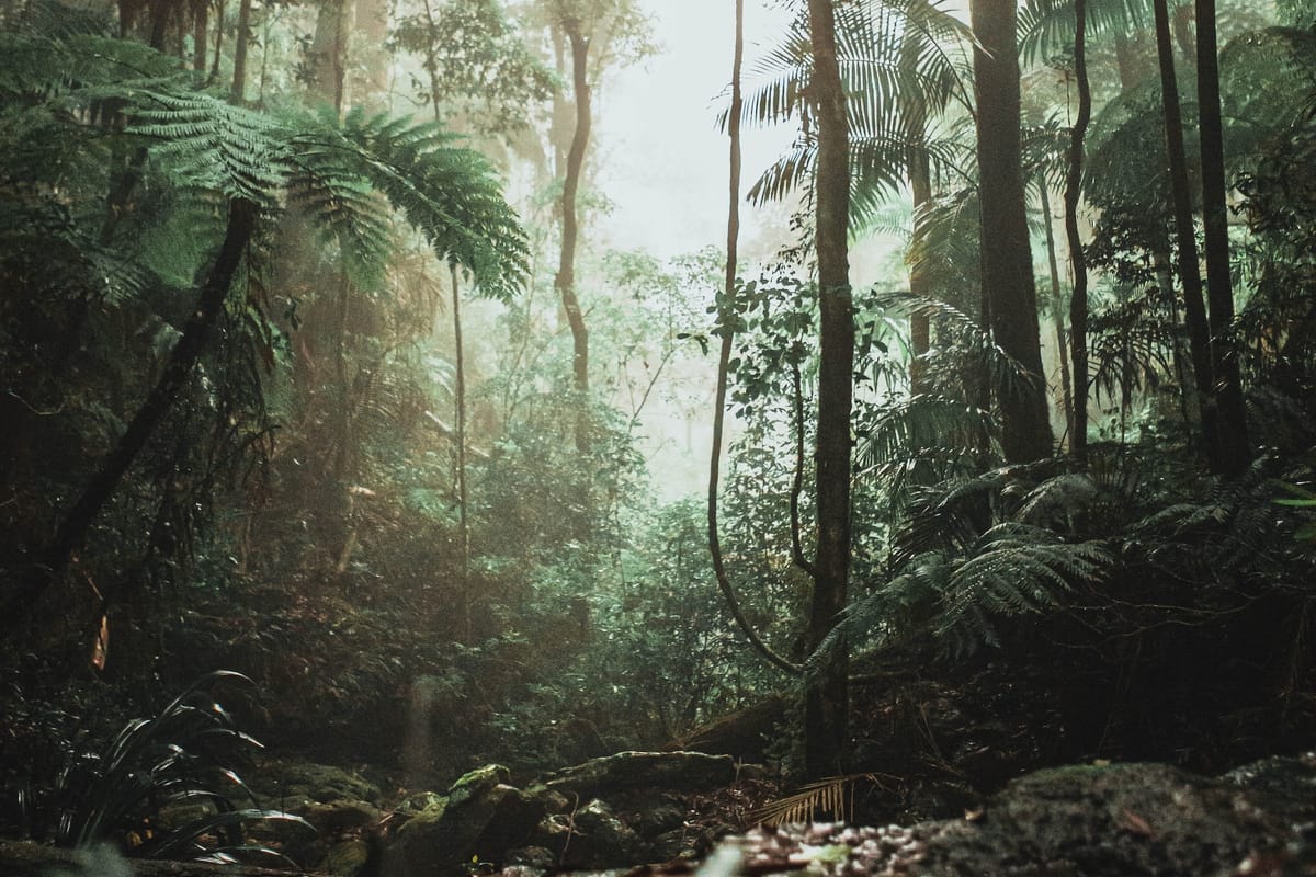 #39 KlimaGoodNews: Die grünen Lungen unserer Erde