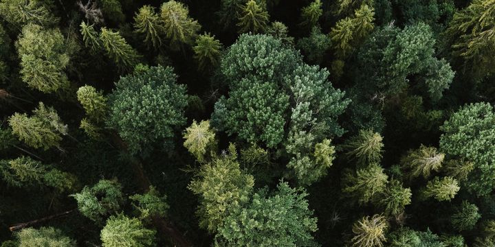 Ein Wald von oben.