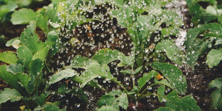 Salad wird im Garten gegossen.